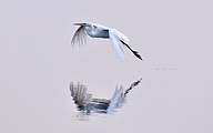 01 Great White Egret (Ardea alba)